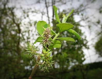 Ohrweide Salix aurita Futterpflanze des Schillerfalters