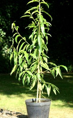 Pfirsichbaum Prunus persica ´Kernechter vom Vorgebirge´ Buschbaum 150 cm im Co.