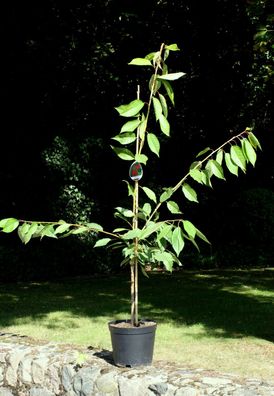 Süßkirsche Kirschbaum Kirsche Prunus avium ´Stella´ Buschbaum 150 cm im Container