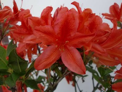 Rhododendron mollis - Azalea ´Winston Churchill´ Azalee 40 - 50 cm im Container