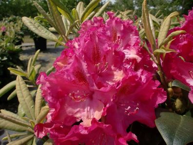Rhododendron ‚Fidelius‘® - Inkarho 30 - 40 cm im Container