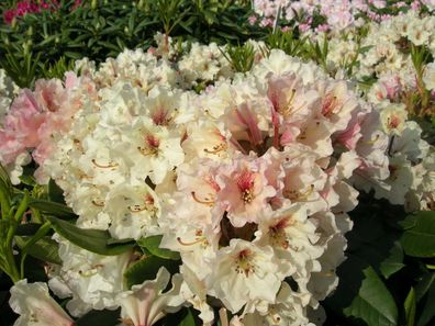 Rhododendron ‚Off Shot' ® - Inkarho 30 - 40 cm im Container