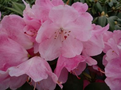 Rhododendron williams. ´Andrea´® Inkarho 40 - 50 cm im Container