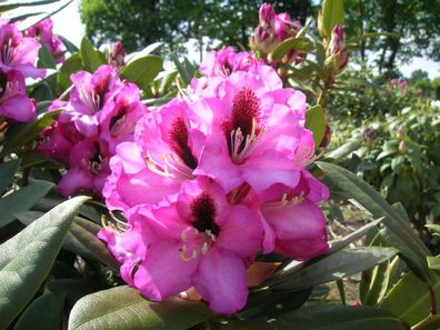 Rhododendron ´Kokardia´ ® - Inkarho 40-50 cm im Container