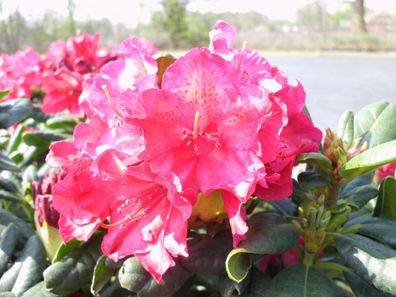 Rhododendron ´Diana Hemel´ ® - Inkarho 40 - 50 cm im Container