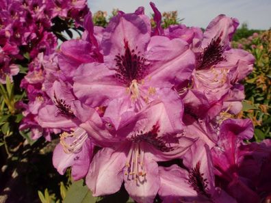 Rhododendron ‚Christiane Herzog‘ ® - Inkarho 40 - 50 cm im Container