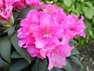 Rhododendron yakushimanum 'Helgoland'® Inkarho 30 - 40 cm im Container