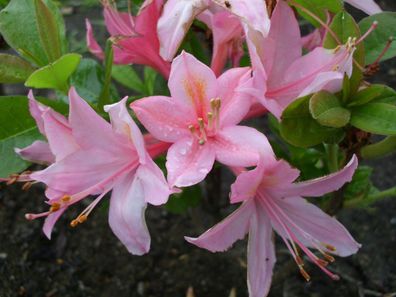Rhododendron viscosum - Azalea ´Jolie Madam´ Azalee 40 - 50 cm im Container