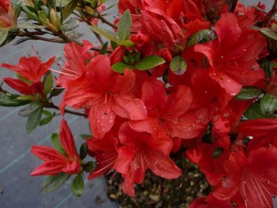 Rhododendron nak. Japan Azalea 'Juliette'® 30 - 40 cm im Container