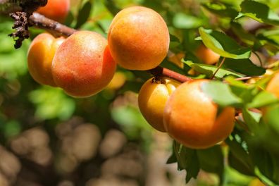 Aprikose Prunus armeniaca ´Orangered´® ca. 80 - 120 cm im 10 Liter Container