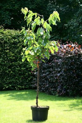 Süßkirsche Prunus avium ´Lapins´ Buschbaum 150 cm im Container