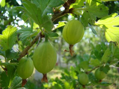 Stachelbeere Ribes uva-crispa 'Mucurines' 30 - 40 cm im 3 Liter Container
