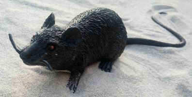schwarze Maus / Ratte ca. 20cm Gummifigur Scherzfigur Katzenspielzeug