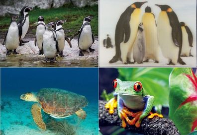3 D Ansichtskarte Pinguin Schildkröte Postkarte Wackelkarte Hologrammkarte Tier