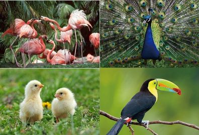 3 D Ansichtskarte Vögel Vogel Postkarte Wackelkarte Hologrammkarte Tiere Zoo
