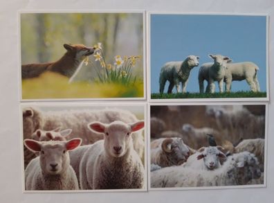 Ansichtskarten Schafe 4er, Postkarten Tiere Schaf Schäfchen Fuchs Lamm Grußkarte