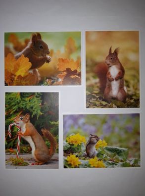 Ansichtskarten Eichhörnchen 4er, Herbst, Garten Tier Tiere Postkarten Grußkarte