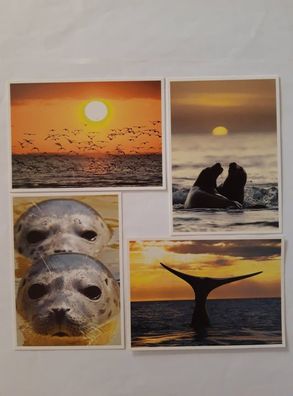 Ansichtskarten Seehunde 4er, Robben Wal Meer Tier Tiere Postkarten Grußkarte