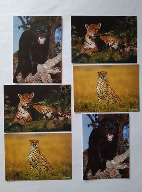 Ansichtskarten Raubkatzen 6er, Postkarten Tier Tiere Leopard Panther Gepard Grußkarte