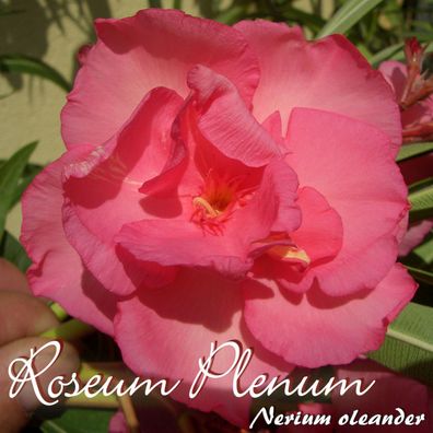 Oleander "Roseum Plenum" - Nerium oleander - Größe C03 als Stämmchen im Dekotopf
