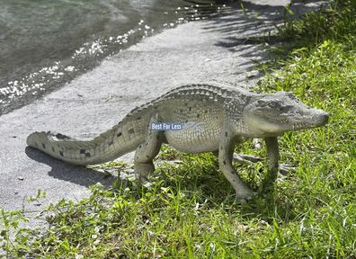 Krokodil Alligator Reptilien Figur Statue Skulpur Gartenteich Lebensecht Neu