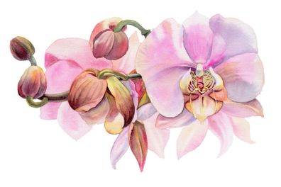 Muralo VLIES Fototapete Tapeten XXL Büro 3D Orchideen Aquarell 2496