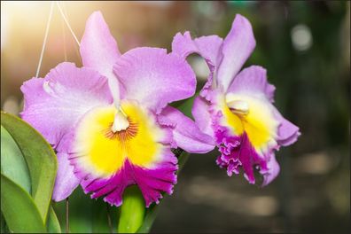 Muralo VLIES Fototapete Tapeten XXL bunte Orchideen 3D 860