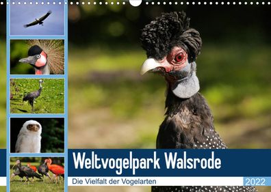 Weltvogelpark Walsrode - Die Vielfalt der Vogelarten 2022 Wandkalender