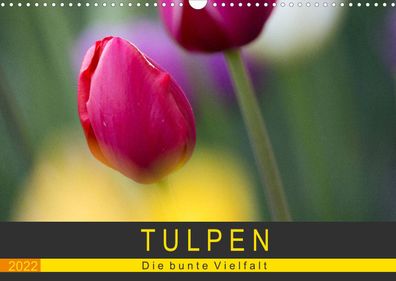 Tulpen - die bunte Vielfalt 2022 Wandkalender