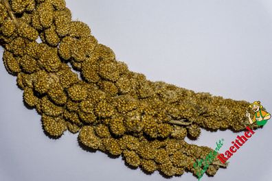 9,60€/ kg) Kolbenhirse gelb 2 kg Hirse Kolben Wellenittich Kanarien Exoten