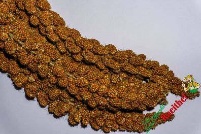 13,50€/ kg) Kolbenhirse rot 1 kg Hirse Kolben Wellenittich Kanarien Exoten