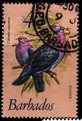 Barbados [1982] MiNr 0552 ( O/ used ) Vögel