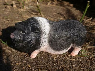 Schwein Hängebauchschwein Deko Figur naturgetreu Ferkel Schweine Gartenfigur NEU