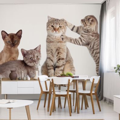Muralo Selbstklebende Fototapeten XXL Reizvolle Katzen Kätzchen 3385