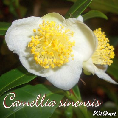 Kamelie "Camellia sinensis" - Wildart - 3 bis 4-jährige Pflanze