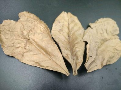 10 Seemandelbaumblätter / Catappa Leaves Laub