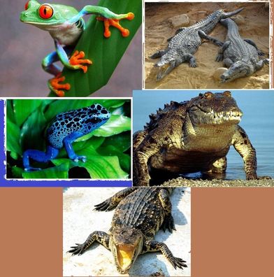 3D Ansichtskarte Krokodile Frösche Postkarte Wackelkarte Hologrammkarte Tier