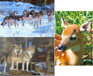 3 D Ansichtskarte Wölfe Wolf Reh Rehkitz Postkarte Wackelkarte Hologrammkarte Tier