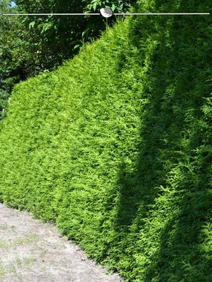 Lebensbaum Thuja Brabant 80-100 cm, 15x Heckenpflanze (Gr. 80-100)