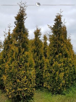 Lebensbaum Thuja Yellow Ribbon 180-200 cm, 15x Heckenpflanze (Gr. 180-200)