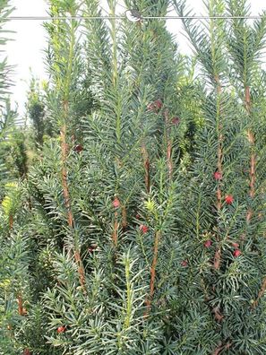 Fruchtende Bechereibe Taxus media Hicksii 100-120 cm, 20x Heckenpflanze (Gr. 100-120)
