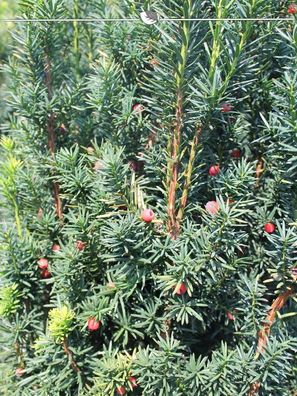 Fruchtende Bechereibe Taxus media Hicksii 180-200 cm, 50x Heckenpflanze (Gr. 180-200)