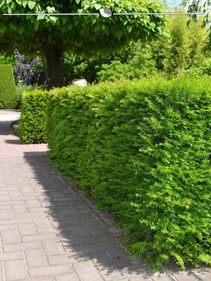 Nicht-Fruchtende Bechereibe Taxus media Hillii 60-80 cm, 20x Heckenpflanze