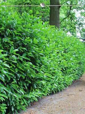 Kirschlorbeer Prunus Novita 120-140 cm, 50x Heckenpflanze (Gr. 120-140)