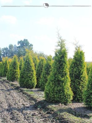 Lebensbaum Thuja Yellow Ribbon 140-160 cm, 18x Heckenpflanze (Gr. 140-160)