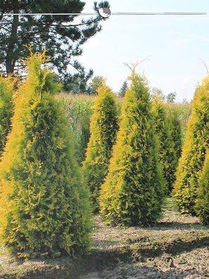 Lebensbaum Thuja Yellow Ribbon 160-180 cm, 18x Heckenpflanze (Gr. 160-180)