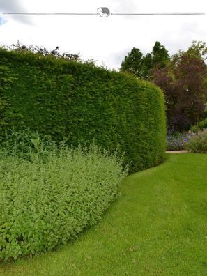 Gemeine Eibe Taxus baccata 200-225 cm, 5x Heckenpflanze (Gr. 200-225)