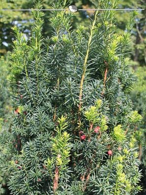 Fruchtende Bechereibe Taxus media Hicksii 140-160 cm, 15x Heckenpflanze (Gr. 140-160)