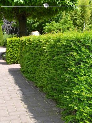 Nicht-Fruchtende Bechereibe Taxus media Hillii 80-100 cm, 18x Heckenpflanze