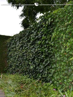 Irischer Efeu Hedera hibernica 150-175 cm im Topf, 12x Heckenpflanze (Gr. 150-175)